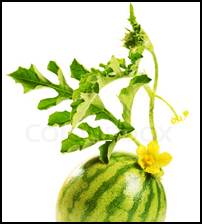 Natures viagra   watermelon rind juice : )   youtube