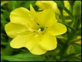 Evening Primrose Will Cheer You Up