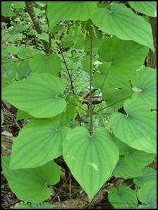Wild Yam has anti-spasmodic as well as anti-inflammatory properties and therefore aids and sooths with numerous afflictions. Such as, muscular spasms and all types of cramping, labor pains, arthritis, colic, irritable bowel syndrome, diverticulitis, gall bladder, flatulence and gastric ailments, menopause symptoms and menstruation pains and bloating. These ailments are usually treated with infusions prepared from boiling the dehydrated roots that have been harvested in the autumn or by including the root extract in ointments, creams and capsules. In the laboratory Wild Yam can be chemically converted to progesterone contraceptives and cortisone. Wild Yam is not a form a hormone replacement nor a reliable birth control, though rumor believes it to be.   