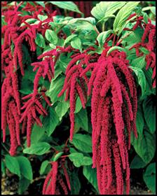 Amaranthus cruentus is cultivated and consumed as a leaf vegetable as well as a grain. Amaranth greens cooked and eaten is said to enhance eyesight and build red blood cells.<br />
Amaranthus hypochondriacus  Amaranthus caudatus and Amaranthus cruentus seeds are a healthy high protein gluten free choice. As a seed or oil Amaranth is beneficial to those with hypertension and cardiovascular disease. Used regularly it reduces blood pressure and lowers cholesterol levels. It is an antioxidant and helps to strengthen the immune system. Seeds are a great source of fiber, iron and magnesium. <br />
The flowers when rubbed produce a red dye. <br />
