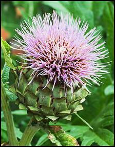 A nutritious vegetable, Artichoke flowers or heads are believed by some to be an aphrodisiac. The total antioxidant capacity of artichoke flower heads is one of the highest reported for vegetables.  Through the years, various studies worldwide have shown that people's blood cholesterol levels dropped after eating artichoke. In fact, an anti-cholesterol drug called Cynara is derived from this herb. In 1940, a study is Japan showed that artichoke not only reduced cholesterol but it also increased bile production by the liver and worked as a good diuretic.   Artichokes can also be made into a herbal tea. It affords some of the qualities of the whole vegetable, acting as a diuretic and improving liver function.  This diuretic vegetable is of nutritional value because of its exhibiting an aid to digestion, strengthening of the liver function and gall bladder function, and raising of the HDL/LDL ratio. This reduces cholesterol levels, which diminishes the risk for arteriosclerosis and coronary heart disease.  The best way to benefit from the many medicinal properties the Artichoke offers would be by ingesting the delicious leaves, heart and stems of the flower.  There is a variety of ways in which to prepare it.