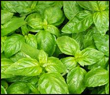 Basil oil has a potent antioxidant, antiviral, and antimicrobial properties. It is used for supplementary treatment of stress, asthma and diabetes in India. Inhalation method for asthma and tea to treat diabetes, nerves, headache and fever.