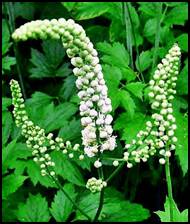 Black cohosh was used in North American Indian medicine for malaise, gynecological disorders, kidney disorders, malaria, rheumatism, and sore throat. It was also used for colds, cough, constipation, hives, and backache and to induce lactation. In 19th-century America, black cohosh was a home remedy used for rheumatism and fever, as a diuretic, and to bring on menstruation. It was extremely popular among a group of alternative practitioners who called black cohosh 