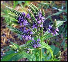 As an herbal tea, Blue Vervain is said to relieve such conditions as nervousness, insomnia and writer’s block. Some believe it may also act as a sex-steroid. It is reputed to have abortifacient (abortion) properties, so pregnant women should not use this herb. This herb is believed to have magical properties and it is said it was used to dress Christ’s wounds. An ointment can be made to aid in the healing process of cuts, rashes and abrasions.