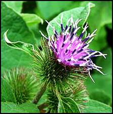 Traditionally used as a blood purifier to clear the bloodstream of toxins, as a diuretic (helping rid the body of excess water by increasing urine output), and as a topical remedy for skin problems such as eczema, acne, and psoriasis, Burdock is often used with other herbs to treat sore throats and colds. <br />
 <br />
Burdock makes an excellent metabolic tonic, improving the functioning of the liver and kidneys, digestion, lymphatic and endocrine systems.<br />
<br />
Nutritious, Burdock root is enjoyed in Japan for its crunchy and flavorful taste.  Cleaned shaved and sliced thin, it is often added to stir fry dishes and soups.  Try it quick fried with shitake mushrooms!  <br />
