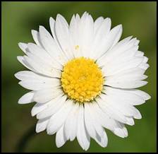 Bellis perennis has astringent properties. In ancient Rome, the surgeons who accompanied Roman legions into battle would order their slaves to pick sacks full of daisies in order to extract their juice. Bandages were soaked in this juice and would then be used to bind sword and spear cuts.<br />
Daisy tea energizes your body.  Daises have a diuretic effect on the body as well. This is brought on by the Saponins in the daisies. The effect also stimulates your metabolism and aids the liver and gallbladder.<br />
The daisy tea can also help to relieve gout and rheumatism symptoms. If you think that your weight gain is from a low metabolism, then try the tea mixture. The tea is not used in ordinary medicines.<br />
