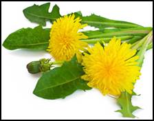 Dandelion is used by some as a liver or kidney “tonic,” as a diuretic, and for minor digestive problems.  The leaves and roots of the dandelion, or the whole plant, are used fresh or dried in teas, capsules, or extracts. Dandelion leaves are used in salads or as a cooked green.  They are a rich source of vitamins A, B complex, C, and D, as well as minerals such as iron, potassium, and zinc. The flowers are used to make wine.  <br />
Dandelion leaves act as a diuretic, increasing the amount of urine the body produces. The leaves are used to stimulate the appetite and help digestion. Dandelion flowers have antioxidant properties. Dandelion may also help improve the immune system.<br />
Herbalists use dandelion root to detoxify the liver and gallbladder, and dandelion leaves to support kidney function.<br />
Used as a summer Tonic, to purify and detoxify the body of fats and blockages.<br />
