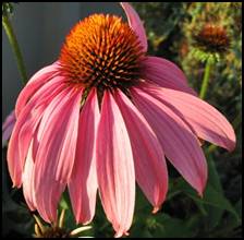 The components of Echinacea that give it its immune-enhancing effects are polysaccharides, alkylamides and cichoric acid. These elements not only enhance the activity of the immune system, but are said to relieve pain, reduce inflammation, and have hormonal, antiviral, and antioxidant effects. For this reason, professional herbalists may recommend Echinacea to treat urinary tract infections, vaginal yeast (candida) infections, ear infections (also known as otitis media), athlete's foot, sinusitis, hay fever (also called allergic rhinitis), as well as slow-healing wounds. One study even suggests that Echinacea extract exerted an antiviral action on the development of recurrent cold sores triggered by the herpes simplex virus (HSVI) when supplied prior to infection.<br />
<br />
Whether or not Echinacea helps prevent or treat the common cold remains under debate.  Some say that the herb can make you feel better faster. Others suggest that Echinacea has no impact on a cold at all.  Some people say taking Echinacea as soon as they feel sick reduces the severity of their cold and that they have fewer symptoms than when they don’t use it.  There is also evidence to suggest that Echinacea can be useful as a preventative against catching a cold.<br />
<br />
When choosing Echinacea products, be sure they are made from the root of the plant, as that is where all three components have the highest concentration. <br />
