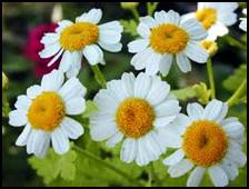 Once in popular use, Feverfew has fallen into considerable disuse; even its name no longer seems to fit. It is also hard to find, even at herbal outlets. If you are lucky enough to get it, try the warm infusion for colic, flatulence, eructations, indigestion, flu, colds, fever, ague, freckles, age spots, and alcoholic DT's. A cold extract has a tonic effect. The flowers in particular show a purgative action. Feverfew is an effective remedy against opium taken too liberally. Relieves headaches, migraines, arthritis, neuritis, neuralgia, indigestion, colds, and muscle tension. Feverfew has been used to eliminates worms, stimulates the appetite, increases fluidity of lung an bronchial tube mucus, stimulates uterine contractions, and promote menstruation. Make a tincture to use as an insect repellent.