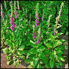 Enjoy Foxgloves beautiful blooms in your flower, but please allow the professionals to extract the useful properties this plant contains.  It is just not worth the risk!
