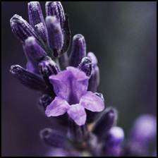 In cases of headaches, anxiety states, rheumatism or distension, the consumption of lavender flower tea or infusion of lavender flowers is recommended.<br />
<br />
 For cases of insomnia it is best to add a few drops of lavender oil on the pillow. This is also useful for relieving stress, clearing nostrils - a case in which 5 drops of oil are added into a vessel filled with hot water and inhalations are taken. The plant's oil is a good disinfectant of wounds and burns. In case of solar burns a few drops of lavender oil are added into mineral water, which is then used to moisten the affected area. Having antiseptic and anti-inflammatory properties, lavender oil can be used for treating headaches through massaging the temples with a few drops of it.<br />
 For treating colds, influenza or fever, lavender vinegar is a very handy remedy. The vinegar is also recommended for rheumatism massages.<br />
The plant is also used in the cosmetic industry, in treatments against acne and in looking after fat complexion. Lavender flowers are used to produce perfumes. Through regular massages, lavender oil strengthens hair roots.<br />
<br />
 In housekeeping, lavender is a good insecticide. During the summer time, in the purpose of protection against insects, it is recommended to have a few drops of sunflower oil mixed with a few drops of lavender oil and to massage the exposed parts of the body. Pouches of dry lavender put in the drawers among clothes can keep moths away.<br />
<br />
Lavender bath water is prepared like this: dried flowers are tied into small bags of linen. These are filtered in hot water in a bathtub, making the water tone and refresh the bather because of the essential oils, which are being disengaged.<br />
<br />
 The tonic lotion is realized from one spoonful of lavender flowers covered with 50 ml of white alcohol. The mixture is left to macerate for 10 days at room temperature, it is filtered through linen and then the quantity of boiling and cold water is doubled. The lotion is used in the evening (after cleaning up any make-up) and in the morning.<br />
<br />
 Cosmetic masks are prepared from a spoonful of wheat bran rubbed in with a few drops of olive oil, a teaspoon of polyfloral honey and a few drops of lavender lotion. The mask is applied once a week in the evening after removing make-up and it is kept on for 20 minutes after which it is washed away with warm water. For cuprous complexions, the bran is replaced by starch.<br />
