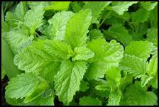 Lemon Balm has many culinary and medicinal uses.  Lemon balm is often used as a flavoring in ice cream and herbal teas, both hot and iced, often in combination with other herbs such as spearmint. It is also frequently paired with fruit dishes or candies. It can be used in fish dishes and is the key ingredient in lemon balm pesto.<br />
The crushed leaves, when rubbed on the skin, are used as a repellant for mosquitos. Lemon balm is also used medicinally as a herbal tea, or in extract form it is claimed to have antibacterial and antiviral properties (it is effective against herpes simplex).  It is also used as a mild sedative, a calming agent, and a mood elevator. Ob-X, a mixture of three herbs, Morus alba, M. officinalis, and Artemisia capillaris, may help regulate obesity. Ob-X reduces body weight gain and visceral adipose tissue mass in genetically obese mice. <br />
(For information on Ob-X studies go to ncbi.nlm.nih.gov/pubmed/21449830)<br />
