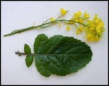 The leaves, the seeds, and the stem of this mustard variety are edible. The plant appears in some form in African, Italian, Indian, Chinese, Japanese, Korean, and soul food cuisine.<br />
As a powder, mustard is used as an appetite stimulant, anti-inflammatory, diuretic, laxative, digestive aid, emetic and an irritant.  Mustard plant is also used to combat sinus problems. It enhances blood circulation. Mustard plant gives mustard flour when sprinkled in socks save the toes from frostbite. Seeds of mustard plant are used as preservatives. They are used as a medicine for spleen and liver complaints. Mustard plant also gives mustard plaster which if used as a dressing, increases blood flow to injured areas of the body. Mustard plaster is also used to lessen rheumatism, arthritis and toothache. Muster plaster is an official treatment for reducing fever. <br />
Mustard flour is obtained through grinding or crushing the mustard seeds. The dust is kept in dark colored containers and in cool places. It is recommended that the mustard flour be used in the first 2-3 weeks after its preparation, after this period its curative capabilities are reduced considerably. Internally, the mustard flour is administered in milk or wine, and externally, at the preparation of poultices.<br />
Mustard Seed is a stimulant that warms and invigorates the circulatory system, encourages blood flow, and is also said to aid in the metabolism of fat in the body. It is also considered a diaphoretic, an agent that helps to increase perspiration, which can lower fever and cleanse toxins from the body through the skin. Seeds of mustard plant are used as preservatives. They are used as a medicine for spleen and liver complaints. This factor is also useful for colds and flu. <br />
Used externally, Mustard Seeds are famous for their rubefacient properties by dilating the blood vessels and increasing the blood flow toward the surface of the skin, warming and reddening the affected area and encouraging the removal of toxins. Poultices and Mustard plasters are a tried-and-true remedy to relieve the pain of arthritic joints, rheumatism, sciatica, neuralgia, neck pain, backache, 