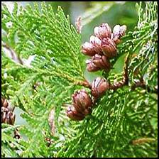 With a myriad of uses, it is considered a sacred tree.  It is used in craft, construction as well as medicine.  The essential oil (external use only) can be used as an antiseptic, bug repellant, and a ointment. Ointment can be rubbed on swollen painful joints or muscles.  Twigs can be used to make teas to relieve constipation and headache.  A tincture or ointment can be used for the treatment of warts, ringworm and thrush.  Leaf tea is used as a cough calmer and to reduce congestion in the chest.