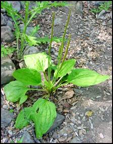 Plantain has been used to prevent uterine bleeding after childbirth (made into a tea and inserted via a douche). A potent coagulant, Plantain was used on battlefields to dress wounds. A leaf tea is an alternative medicine for asthma, emphysema, bladder problems, bronchitis, fever, hypertension, rheumatism and blood sugar control.  Plantain also causes a natural aversion to tobacco and is currently being used in stop smoking preparations. Plantain leaf ointment is great to use topically for insect stings, to stop itching, to heal wounds, and relieve pain. If you get stung by an insect or bitten by a snake, chew the leaves of Plantain and put it on the site. Chewed leaves are an excellent poultice to heal wounds. Plantain in the southern states of America, Plantago psyllium, seeds can be cooked in cereals, muffins, and breads to ease constipation, reduce blood levels of cholesterol, and possibly lower the risk of some cancers.