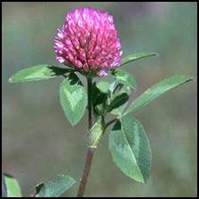 Red Clover can be used in foods just as Lavender, Marigolds and Dandelions can, and is also used in traditional medicine.<br />
<br />
Red clover has been used to cure coughs, as an expectorant, to help with asthma, and is used externally for skin problems including irritation caused by insect stings and bites, eczema, psoriasis and wound healing. The flowers are the parts of the herb used, either fresh or dried. Sheep and other animals that graze on these plants develop fertility problems and it is thought that this is because of the phytoestogens they contain. Phytoestrogens are less potent than the oestrogen (the major female hormone) produced in the body, and are contained in the isoflavines (genestein and daidzein) in the plant which are being used in ERT (Estrogen Replacement Therapy) for menopausal women. It has also been found that red clover constituents can help in the prevention of prostate and breast cancer, as well as (perhaps) ovarian cancer, but trials are still ongoing. The flowers contain calcium and magnesium which is easily absorbed by the body and which tones and relaxes the nervous system, minimizing stress and headaches associated with this. The reduction of stress symptoms is also helped by the silic acid content of the flowers.<br />
<br />
 A syrup can be made to use for the relief of dry coughs. The tea can also be used externally for skin irritation and as a vaginal douche to relieve dryness and the itching which may accompany menopause. It stimulates the functions of the liver and gallbladder, prevents constipation and is an appetite booster. It also supports the uterus, so is a very useful herb for women.   Dried or fresh flowers can be added to soups and stews to give them a unique flavor. The fresh flowers are also useful additions to salads.<br />
<br />
The dried flowers have been used for bronchitis and asthma and as an expectorant. They are also an alterative, which means that they will produce a gradual beneficial change in the body by improving nutrition, and will act as a blood purifier, getting rid of unwanted toxins. The flowers also have diuretic properties. Like the dandelion and comfrey leaves they are high in protein and calcium.<br />
<br />
The fresh flowers can be crushed and applied directly to wounds or stings and bites, and will alleviate the pain and promote rapid healing. They can be used in compresses to relieve the pain of arthritis and gout, and the tea can be used as a coolant for the body.<br />
<br />
Red clover contains Vitamin A, iron, chromium, magnesium, phosphorous, potassium, Vitamin C and some of the B-complex vitamins, as well as calcium.<br />
