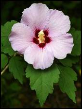 Besides loving this herb for its aesthetic charm and its appetizing culinary goodness, Rose of Sharon also has medicinal uses. Rose of Sharon is used externally as an emollient to soften and soothe the skin, as well as used internally for digestive disorders.<br />
  <br />
A tea made from the leaves and flowers are said to be diuretic, expectorant and stomachic.  The essential oil is believed to smooth wrinkles as well as stop bothersome external itching and other skin conditions.  The bark contains several medically active constituents, including mucilage, carotenoids, sesquiterpenes and anthocyanidins.  Reportedly, a decoction of the root bark has anti-inflammatory, soothing, calming, fever reducing abilities. It is used in the treatment of diarrhea, dysentery, abdominal pain, leucorrhoea, menstruation cramping.<br />
