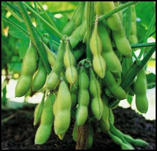Soy is used to treat menopausal symptoms, osteoporosis, memory problems, high blood pressure, high cholesterol, breast cancer and prostate cancer. 