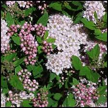 Spiraea is too woody to be used as an edible plant, but has a long history of medicinal use by Native Americans as an herbal tea.<br />
<br />
 Spiraea shrubs contain methyl salicylate (oil of wintergreen) and other salicylates throughout the plant, compounds with similar medicinal properties to aspirin. Unlike such other salicylate-bearing plants as Willow (Salix) or Poplar (Populus), Spiraea's content of these analgesic compounds appears to be consistent from plant to plant.  The salicylates in this plant are considered to be highly effective as an analgesic, anti-inflammatory, and fever reducer, without the side effects attributed to aspirin.  Unlike aspirin, Spiraea is effective in treating stomach disorders in minute amounts.<br />
<br />
 Certain compounds in this plant also have bacteriostatic properties.  The tea of this plant was used by the Blackfeet Indians as an enema and vagina douche to treat infections of the bowels and vaginal area.<br />
