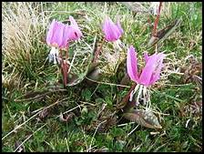 Adder’s Tongue’s leaves may be added to a salad. Its root bulb can be ground into flour, dried or cooked. Made into a poultice, it has a drawing effect, and is thought to be good for use on pimples, splinters and boils. 