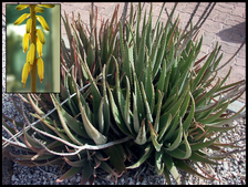 The sap inside the fleshy leaves is used externally to treat minor burns, wounds, ringworm and other skin conditions. Aloe Vera juice is used internally to relieve digestion problems like IBS. Aloe is a good moisturizer.