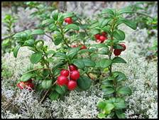 Leaves have been used to treat urinary tract infections, gout and rheumatism. The berries when eaten can stimulate the appetite and can be used to treat diarrhea. Alpine Cranberry is an astringent, diuretic and as a tonic to treat nervous system problems. Leaves gathered after berries have ripened will have stronger medicinal properties.