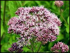 Ingested as a hot tea or warm tonic, Boneset, promotes sweating, relaxes peripheral blood vessels, muscle cramps, sore throat, cough, headache, stuffy nose and fever. In a cold beverage, Boneset, works as a mild laxative and for gout, rheumatism, spasms, cystitis, sprains, bruises or broken bones, a hot poultice placed on the afflicted part is said to reduce inflammation, easing the discomfort. 