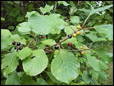 The bark is used as a laxative due to its 3 to 7% anthraquinone content. Bark must be dried for at least 1 year before using. The bark yields a yellow dye, unripe berries furnish a green dye and dark berries produce a purple dye.