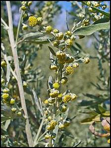 The leaves and flowers are used for stomach ailments and as an appetite stimulant. Used to relieve indigestion, heartburn and flatulence, its powdered flowers are used as a treatment for worms and other parasite infestations. <br />
Try soaking a cloth in Wormwood tea and applying the cloth to sprains, bruises and itchy rashes to accelerate the healing process.<br />
To relieve pain from gout, arthritis, neuralgia or rheumatism, rub the area with Wormwood oil, avoiding mucus membranes and eyes.<br />
Dried Wormwood can be used in place of mothballs and as an insect repellant.<br />
