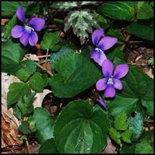 Both the leaves and blooms are edible-they can be tossed in a salad, used to make violet tea, violet syrup, violet jelly, and even violet vinegar.<br />
<br />
Violet leaves are used to make a poultice to relieve headaches. Violets are soaked in water, then the water can be used to relieve dysentery, colds, coughs, or used as a spring tonic. Violet roots are crushed and used as a poultice to aide in skin aliments. It is also believed that a cup of Violet tea is good for melancholy.<br />
