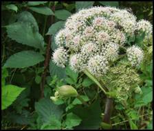 Since the 10th century, Angelica has been cultivated as a vegetable and for medicinal purposes. It is also used to flavor liqueurs like Chartreuse and Vermouth. When one chews on a root or drinks tea brewed using this plants aromatic roots, a local anesthesia effect takes place, this will heighten your immune system. Used as a wash this plant has been effective against fungal, bacterial and viral infections. It is some times used in the making of Absinthe.