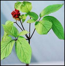 American Ginseng has a calming effect and Asian Ginseng has a stimulating effect. Therefore, if one has hypertension or feels stressed they should avoid the Asian type. Asian Ginseng is used as an aphrodisiac, an energy booster and is thought to prolong life. American Ginseng is used as an anti-inflammatory, to calm the nerves and lower stress.