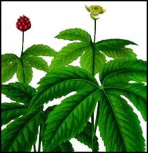 Goldenseal's major healing compounds are thought to be alkaloid compounds called hydrastine and berberine. The latter has been more widely researched; studies have shown that it can kill microbes, reduce inflammation, and possibly stimulate immunity.  Hydrastine has been reported to lower blood pressure and stimulate peristalsis (bowel elimination).<br />
<br />
Berbine and its sulfate, berberine sulfate have been demonstrated to have anticancer activity in vitro and also have been shown to have antibacterial, anti-fungal and immune-stimulatory activity, as well. Berberine has shown marked effects on acute diarrhea and its antibacterial qualities interfere with the ability of microorganisms to adhere to the walls of host cells.<br />
<br />
Goldenseal is a bitter that stimulates the secretion and flow of bile, and can also be used as an expectorant. It also has strong activity against a variety of bacteria, yeast, and fungi, such as E. Coli and Candida.<br />
<br />
Goldenseal is used for infections of the mucus membranes, including the mouth, sinuses, throat, the intestines, stomach, urinary tract and vagina.<br />
<br />
Goldenseal is used for the following conditions:<br />
 •minor wound healing<br />
 •bladder infections<br />
 •fungal infections of the skin <br />
•colds & flu<br />
 •sinus and chest congestion<br />
<br />
Goldenseal supplements are available as tablets and capsules (containing the powdered root), liquid extracts, and glycerides (low alcohol extracts). Goldenseal is commonly found in combination with the herb Echinacea.  <br />
<br />
Besides being used orally, goldenseal is often mixed with water and other substances to create different topical washes, mouthwash, and even as a vaginal douche. Speak with a knowledgeable health care provider to determine the right dosage and form for you.<br />
