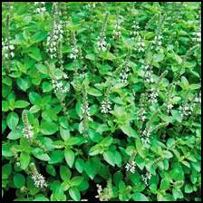 Marjoram leaf is an expectorant that has long been used to loosen and expel phlegm from the lungs. Its Saponin content makes it a fine decongestant that is very useful for bronchial complaints.  Great at relieving congestion and mucus in the chest and sinuses, Marjoram leaf also helps to ease Asthma, bronchitis, dry coughs, sinusitis and sinus headaches. <br />
As a mild tincture it calms the nervous system, marjoram leaf is thought to be more relaxing than oregano, and it is used to soothe the nerves, reduce tension and mitigate stress, especially environmental stress. The flavonoids possess sedative qualities that help to relieve insomnia, tension headaches and migraines. <br />
Marjoram leaf promotes healthy digestion and treats simple gastrointestinal disorders, such as loss of appetite, indigestion, Nausea and flatulence. it is said to act like Peppermint in the way it soothes minor digestive upsets and Colic. <br />
The flavonoids and Saponins in marjoram leaf are thought to promote healthy arteries and heart. Laboratory experiments claim that it prevents cholesterol buildup, improves blood Circulation and may reduce high blood pressure. These properties may also be helpful in combating Alzheimer’s disease. <br />
Marjoram leaf contains caffeic Acid, a phenylpropanoid, which is an analgesic and anti-inflammatory, and when used internally or externally, the leaf eases pain, confirming its age-old use for alleviating Aches and pains. used externally, it eases toothache pain, rheumatic pain, muscular pain, bruises, Arthritis sprains and stiff joints. <br />
Used internally, marjoram leaf eases severe stomach cramps, spasms and painful Menstruation (and will also stimulate suppressed Menstruation). <br />
As a mild diuretic, marjoram leaf will promote the flow of urine, helping to relieve stomach Bloating and clearing the body of toxins and cleansing the blood. This action is also said to benefit eruptive diseases and skin disorders, particularly Eczema. <br />
Marjoram leaf is also a diaphoretic and stimulates perspiration, which also helps to rid the body of toxins through the skin. This quality assists in reducing fevers and helps to relieve cold and Flu symptoms. <br />
Marjoram leaf is considered a natural disinfectant, antiseptic, antifungal and antibacterial that possesses healing qualities and combats infection. The saponins are said to help heal wounds and prevent scarring. <br />
The flavonoids in marjoram leaf are believed to have an antioxidant effect against the free radicals that can damage important cellular molecules or other parts of the cell. <br />
Marjoram leaf can be infused as an aromatic Tea for Colds, headaches, simple gastrointestinal disorders and tension. <br />
