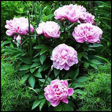 Peony root has been used as a diuretic, sedative, and tonic, and is known for its antispasmodic, analgesic, and anti-inflammatory effects.  The ancient Greeks used it to treat epilepsy and promote menstruation.  European herbalists used the root as an antispasmodic and to soothe nerves.<br />
Additionally, different color flowers were used for different ailments.  In Chinese medicine, Bai Shao or White Peony was used to treat hypertension, chest pain, muscle cramping and spasms, as well as for a fever.<br />
<br />
Chi Shao or Red Peony was used for various conditions pertaining to blood, such as bleeding or restricted blood flow, nosebleeds, bleeding wounds, and excessive menstrual bleeding.   It was also used to treat female problems including painful and irregular menstruation.   In fact, in Traditional Chinese Medicine, it is one of the most widely used herbs to treat menstrual cramps and menstrual irregularities. Peony is used as a single remedy or in combination with other herbs to ease emotional nervous conditions.  <br />
<br />
Today it is said to be used to:  Enhance mental function, Improve liver function, Help prevent liver damage from chemical toxins such as carbon tetrachloride, Treat viral hepatitis, Lower cholesterol levels, Normalize blood pressure, Inhibit blood platelet aggregation (blood clotting), Improve fertility in women with polycystic ovary syndrome, and Relieve muscle cramps due to diabetes, dialysis, and cirrhosis of the liver.<br />
<br />
Peony root can be taken as a tea, extract or in capsules.  Peony is almost always used in combination with other herbs in Chinese formulations. <br />
<br />
Note:   Peony is sometimes called red peony and white peony. This does not refer to the color of the flowers, which are pink, red, purple, or white, but to the color of the processed root.<br />
