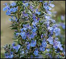 Rosemary’s properties have an analgesic, antiseptic, antidepressant, anti-inflammatory, expectorant, antiviral, aphrodisiac, and disinfectant quality. Its active elements have choleric, antiseptic, diuretic and tonic aspects at a nervous level, stimulating bile secretion and eliminating it in the intestines, destroying microorganisms, increasing the quantity of eliminated urine, improving the blood flow and refreshing and energizing the mind. Apart from this, scientific research indicates that rosemary is an ideal memory stimulant for both adults and students. Rosemary contains a series of secondary elements such as carnosol and carnosic acid, with a reflecting action in case of free radicals. Rosemary also has calming effects by working against fatigue, sadness, anxiety, calming muscle soreness, digestive pains and indigestion caused by stress.<br />
Rosemary can be consumed under the forms of tea, tincture, capsules or ethereal oils. Rosemary consumption improves digestion, fights against obesity, liver diseases, gastritis, cholesterolemia, bronchic asthma, edemas, and adjusts fast heart beats caused especially by irritability, coffee or tobacco excess. Because of its antiseptic and tonic properties, rosemary is extremely beneficial in cases of fainting, influenza, hangovers, asthma, bronchitis, cramps, constipation, cystitis, headaches, polypus, colds, cough, sinusitis or muscular pains. The plant also has a good influence on the blood circulation and blood pressure.<br />
<br />
As a natural fortifier, rosemary is extremely efficient during convalescence because it increases energy and optimism, also being recommended in cases of asthenia. For long term periods it fortifies and revitalizes the body.