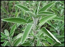 As a kitchen herb, sage has a slight peppery flavor. It is one of the major herbs used in the traditional turkey stuffing for the Thanksgiving Day dinner in the United States. It has been recommended at one time or another for virtually every ailment by various herbals. Modern evidence shows possible uses as an anti-sweating agent, antibiotic, antifungal, astringent, antispasmodic, estrogenic, hypoglycemic, and tonic. In a double blind, randomized and placebo-controlled trial, sage was found to be effective in the management of mild to moderate Alzheimer's disease.  Investigations have taken place into using sage as a treatment for Alzheimer's disease patients. Sage leaf extract may be effective and safe in the treatment of hyperlipidemia.