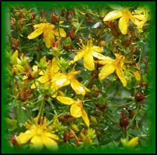Most notably known as a treatment for depression, St. John’s Wort has been found affective in all areas associated with PMS. St. John’s Wort oil is used externally for the treatment of wounds, abrasions, and first degree burns. Capsules or tablets are the popular method for ingesting this herb due to the very bitter taste. However, a tea can be brewed and honey added to lessen the bitterness.