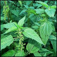 Nettles sting you because the hairs are filled with formic acid, histamine, acetylcholine, serotonin (5-hydroxytryptamine), plus unknown compounds. Some of these substances are destroyed by cooking, steeping, or drying, but not by freeze-drying or juicing. Unfortunately, you need a vacuum chamber to freeze-dry herbs. However, you can purchase freeze-dried nettles in capsules for hay-fever.<br />
<br />
As an expectorant, it's recommended for asthma, mucus conditions of the lungs, and chronic coughs. Nettle tincture is also used for flu, colds, bronchitis and pneumonia.<br />
 <br />
Nettle infusion is a safe, gentle diuretic and considered a restorative for the kidneys and bladder, and used for cystitis and nephritis. It is also recommended for weight loss, but you may shed more pounds of water than fat.<br />
<br />
Nettle tea compress or finely powdered dried Nettle is also good for wounds, cuts, stings, and burns. The infusion has also been used internally to stop excessive menstruation, bleeding from hemorrhages, bloody coughs, nose bleeds, and bloody urine. It helps blood clot, but major bleeding is dangerous and indicative of a serious underlying condition. Consult a competent practitioner in such cases. Use for minor cuts.<br />
Other uses include treating gout, glandular diseases, poor circulation, enlarged spleen, diarrhea, and dysentery, worms, intestinal and colon disorders, and hemorrhoids. Nettle is usually used along with other herbs that target the affected organs.<br />
<br />
German researchers are using Nettle root extracts for prostate cancer, and Russian scientists are experimenting with Nettle leaf tincture for hepatitis and gall bladder inflammation.<br />
<br />
Eating Nettle or drinking the tea makes your hair brighter, thicker and shinier, and makes your skin clearer and healthier.  It’s good for eczema and other skin conditions. Commercial hair and skin care products in health food stores often list stinging nettle as an ingredient. Nettles have cleansing and antiseptic properties, so the tea is also good in facial steams and rinses.<br />
<br />
Leaves and stems should be washed and steamed immediately before preparing them to ingest.<br />
<br />
To help prevent seasonal allergies or hay fever, two 300 mg nettle leaf capsules or tablets, or a 2-4 ml tincture, three times per day can be taken during allergy season.  For acute attacks, the freeze-dried encapsulated herb can be taken two capsules every five minutes until symptoms have diminished.  For hives, 1-2 capsules can be taken every 2-4 hours as needed.<br />
<br />
An infusion, tincture, powder, or the fresh juice can be applied externally to cuts and wounds, hemorrhoids, to nostrils for nosebleeds, insect bites or stings, and to soothe and heal burns and scalds.  An ointment can also be applied, especially to hemorrhoids.<br />
 An infusion of the aerial parts can be taken to stimulate the circulation and to cleanse the system in arthritis, rheumatism, gout, and eczema.  Drink 1-3 cups a day.  A compress (a soaked cloth in the tea or tincture) can also be applied to painful arthritic joints, gout, neuralgia, sprains, tendonitis, and sciatica.<br />
  <br />
For prostate problems or BPH, 240 mg per day of the root extract in capsules or tablets can be taken.  If this is purchased from a commercial source, it will most likely be combined with saw palmetto or pygeum extracts. <br />
 <br />
A tincture of the seeds can be used to raise thyroid function and reduce goiter, for skin problems, and in heavy uterine bleeding.  The regular seeds, in doses of 14 or 16, and repeated three times daily, are highly recommended as a remedy for goiter.<br />
<br />
The juice can be obtained by liquidizing the whole fresh plant to make a good tonic for debilitating conditions, anemia, and to soothe nettle stings.  This is also prescribed for cardiac insufficiency with edema.  For warts, rub with the freshly expressed juice 3 or 4 times a day, continuing for 10-12 days. To help prevent balding, a tincture or infusion of nettle leaf can be taken.  As a rinse for dandruff, falling hair, and as a general conditioner, an infusion or decoction of the root can be taken.  The juice of the roots and leaves mixed with honey can relieve bronchitis.  An infusion can be taken to increase lactation in nursing mothers and for post-menopausal health.  Drink 1-3 cups a day.<br />
