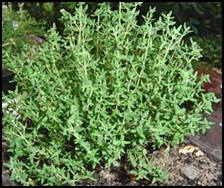 A poultice can be made from the leaves of thyme that will combat all forms of inflammation and infection.  Rub the extract between the toes daily for athlete's foot. Used externally, the extract can be used daily for crabs, lice, and scabies. Taken internally by standard infusion, thyme is a first-rate digestive, febrifuge and liver tonic.  Taken as a tonic it is said to calm the nerves and acts as an anti-spasmodic.  Gargling with a tea brewed from leaves, and flowers is said to cure halitosis. Thyme baths are said to be helpful for nervousness, rheumatic problems, bruises, swellings, and sprains. The salve made from thyme can be used for shingles. Thyme can repel insects and moths. It is said to aid the growth of eggplant, tomatoes, and potatoes when planted nearby in the garden. Thyme is a favorite of bees. Thyme is also a fantastic herb to cook with.